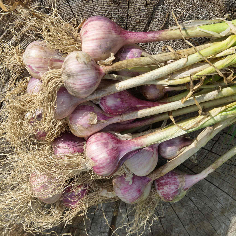 Garlic ‘Germidour’ (Autumn Planting)