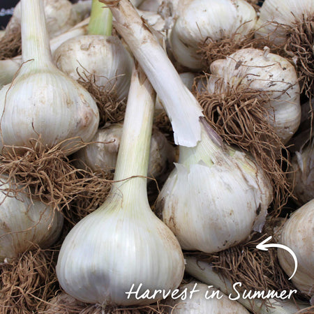 Garlic ‘Extra Early Wight’ (Autumn Planting)