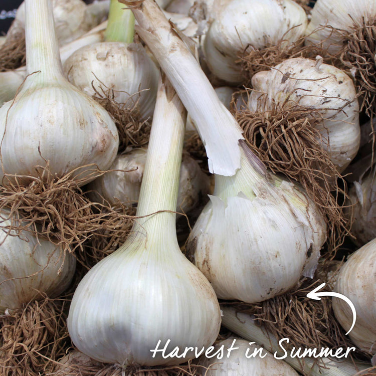 Garlic ‘Extra Early Wight’ (Autumn Planting)