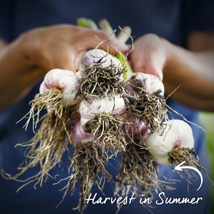 Garlic ‘Rose Wight’ (Autumn Planting)