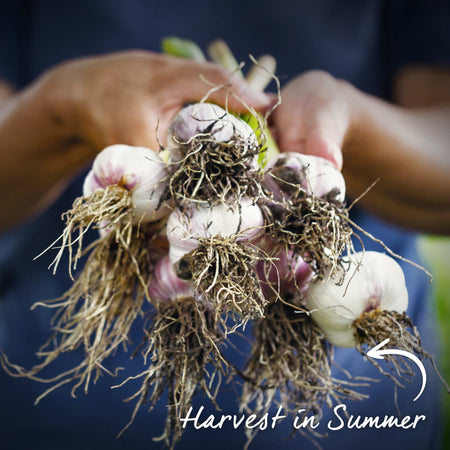 Garlic 'Growers Pick' (Autumn Planting)