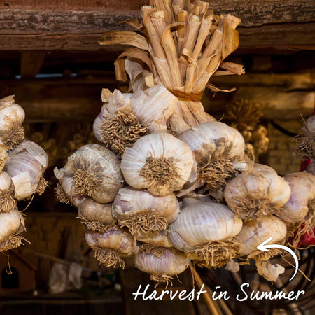 Garlic ‘Mersley Wight’ (Spring Planting)