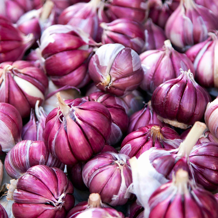 Garlic Farmers Duo (Autumn Planting)