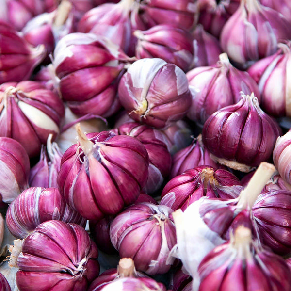 Garlic 'Morado' (Autumn Planting)
