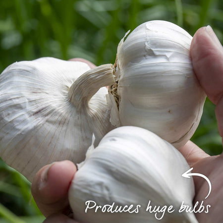 Garlic ‘Provence Wight’ (Autumn Planting)