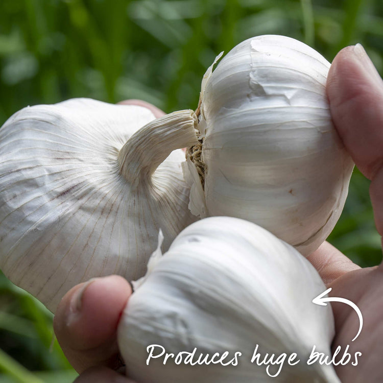 Garlic ‘Provence Wight’ (Autumn Planting)