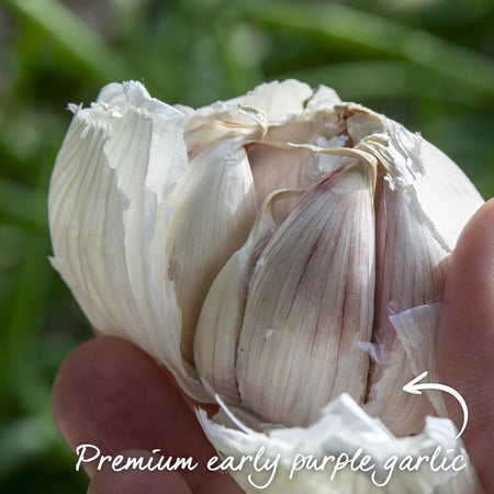 Garlic ‘Rhapsody Wight’ (Autumn Planting)