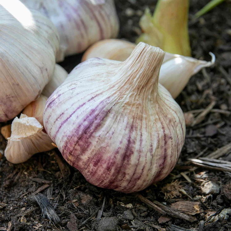 Garlic ‘Rhapsody Wight’ (Autumn Planting)
