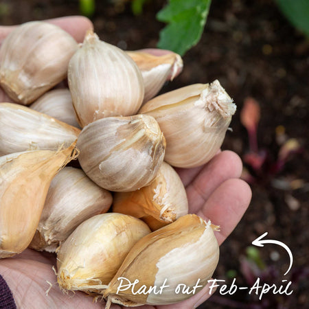 Elephant Garlic Cloves (Spring Planting)