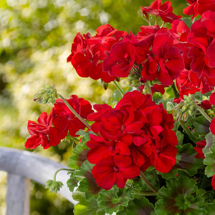 Geranium 'Galaxy Red'