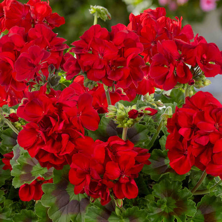 Geranium 'Galaxy Red'