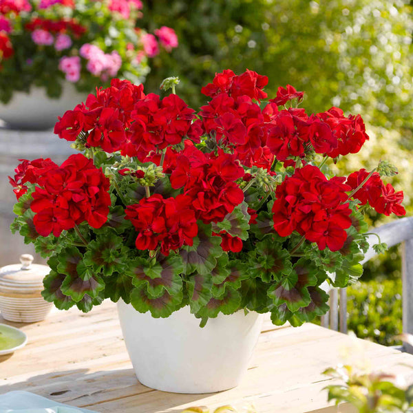 Geranium 'Galaxy Red'