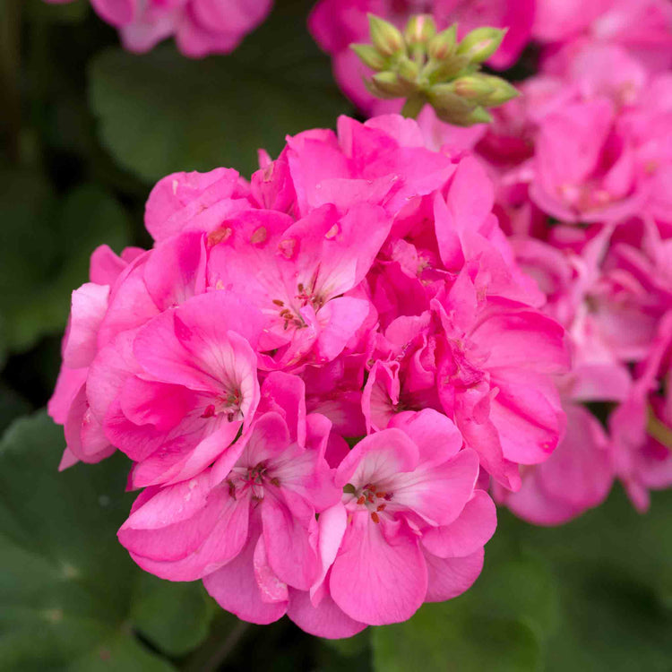 Geranium 'Galaxy Rose'