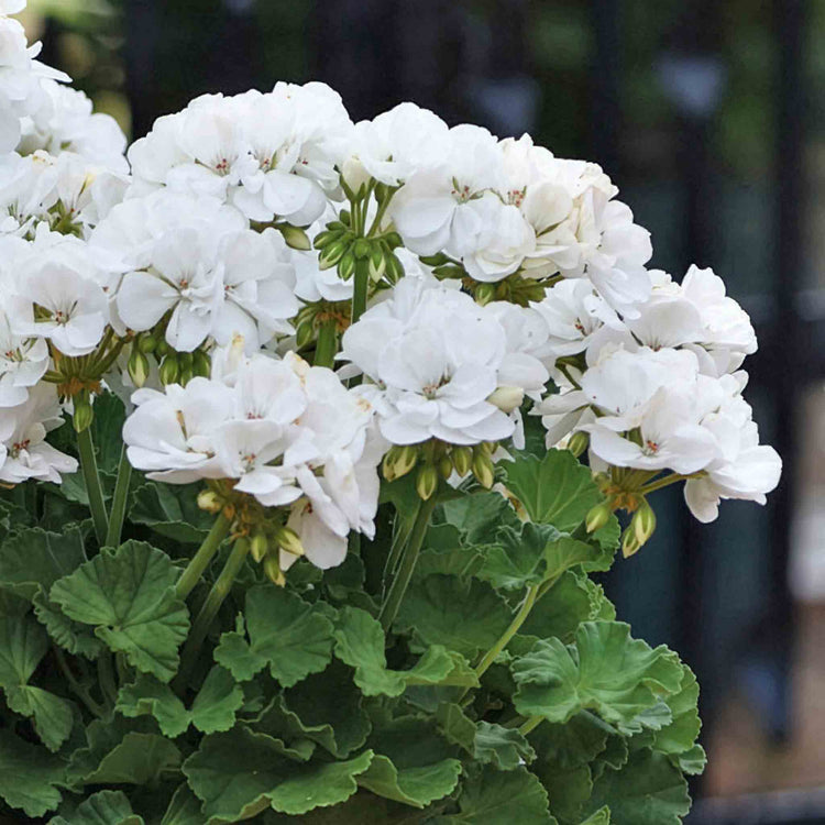 Geranium 'Galaxy White'
