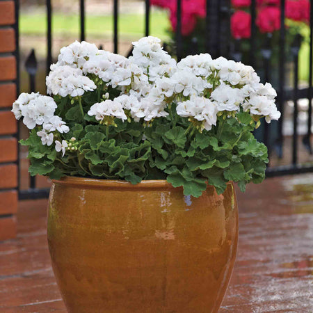 Geranium Upright Collection