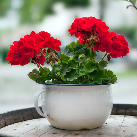 Geranium 'Palladium Best Red F1'