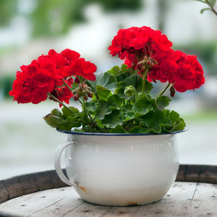 Geranium 'Palladium Best Red F1'