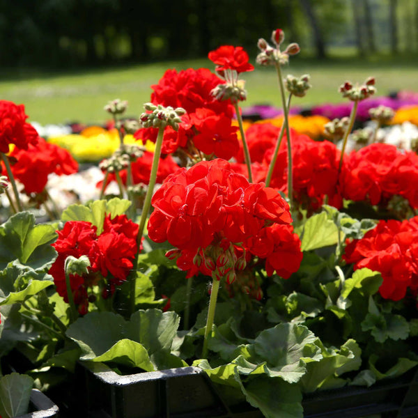 Geranium 'Palladium Best Red F1'
