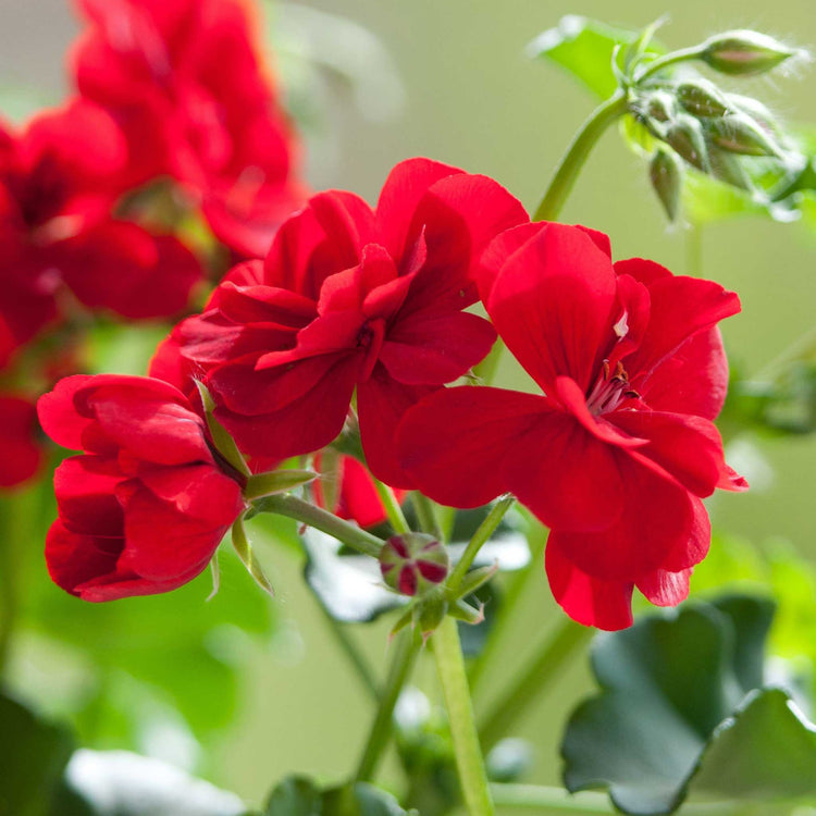 Geranium 'Palladium Best Red F1'