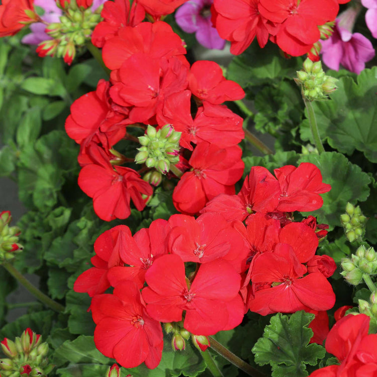 Geranium 'Palladium Best Red F1'
