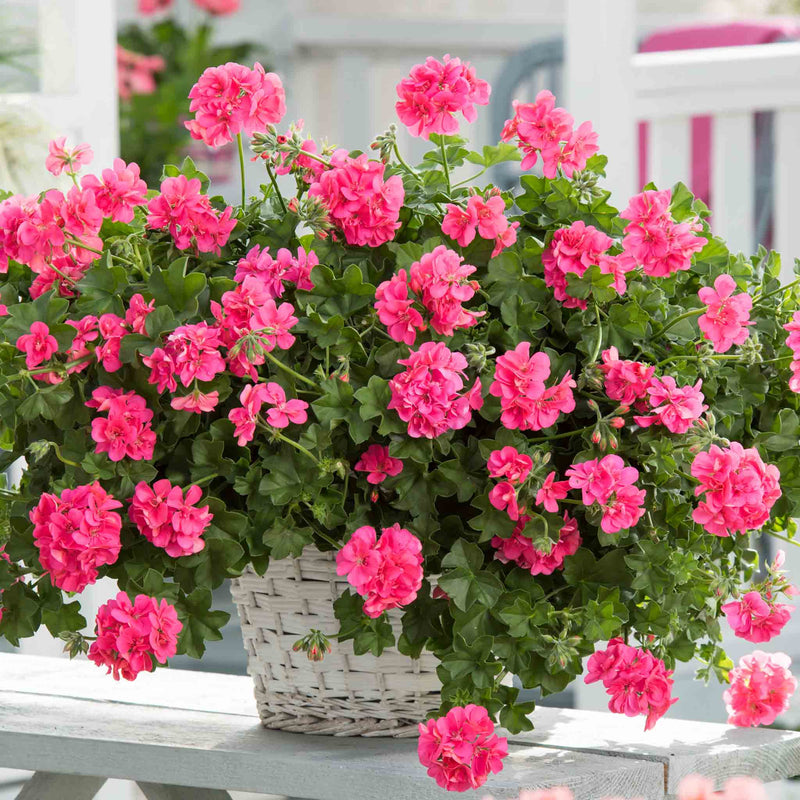 Geranium 'Sunflair Linda Pink'