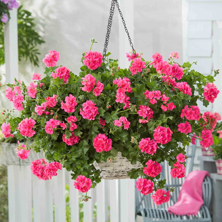 Geranium 'Sunflair Linda Pink'