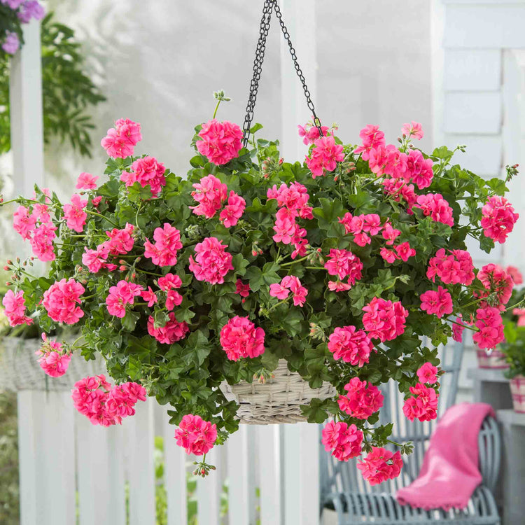 Geranium 'Sunflair Linda Pink'