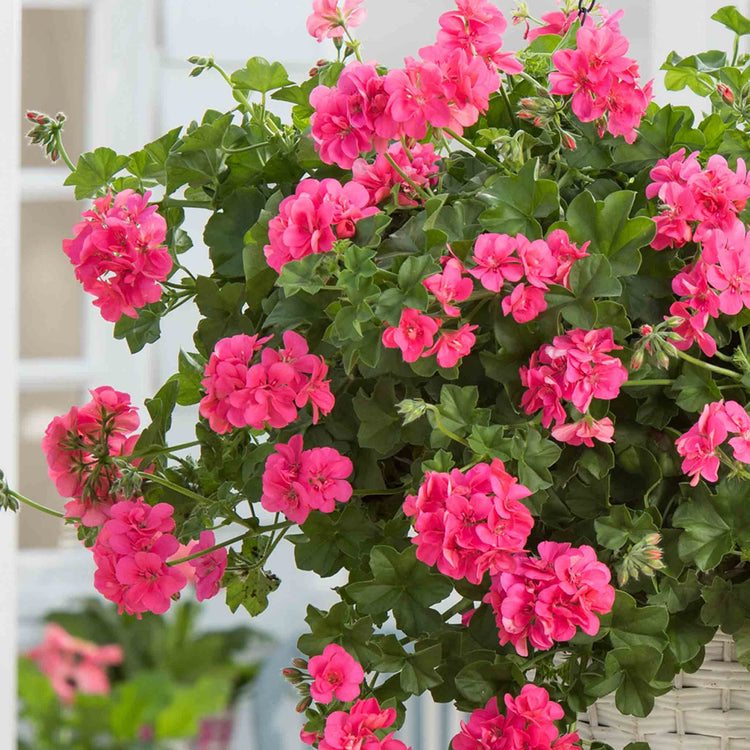 Geranium 'Sunflair Linda Pink'