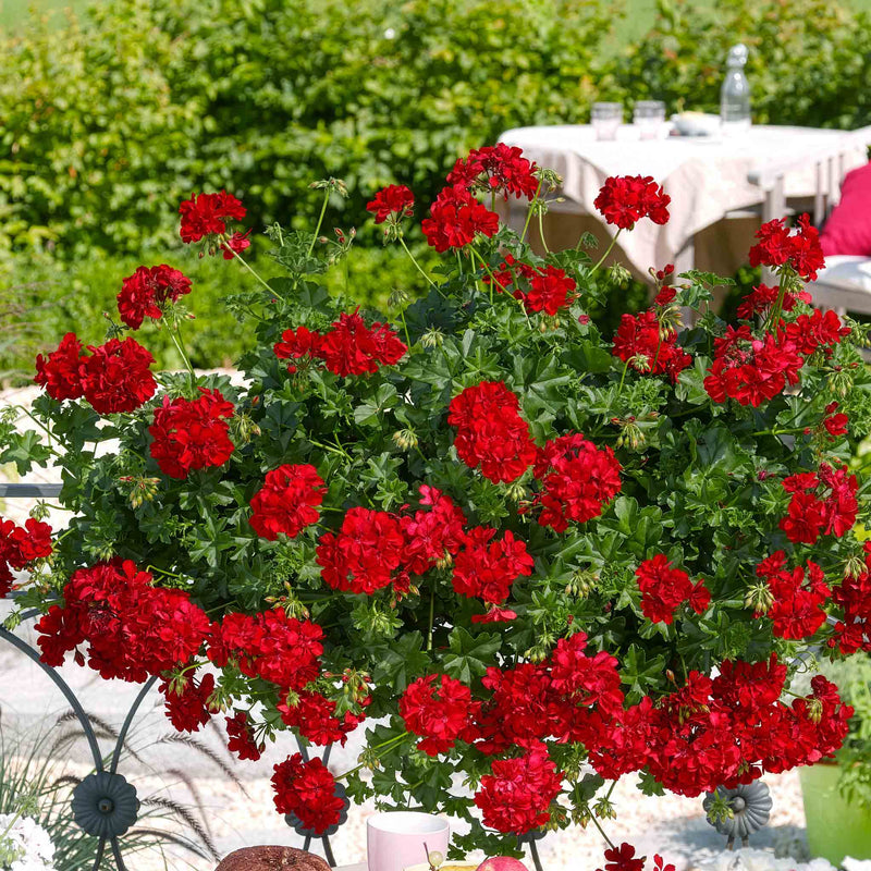 Geranium 'Sunflair Paula Red'