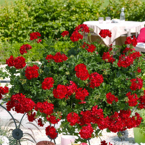 Geranium 'Sunflair Paula Red'