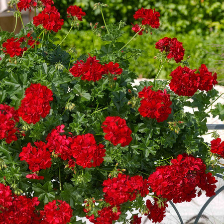 Geranium 'Sunflair Paula Red'