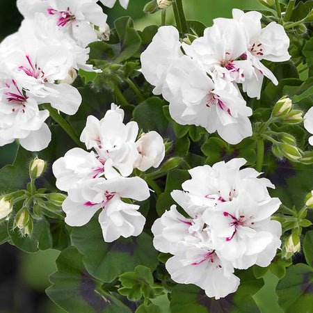 Geranium 'Sunflair Evita White'