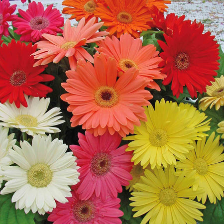 Gerbera 'Mega Revolution'