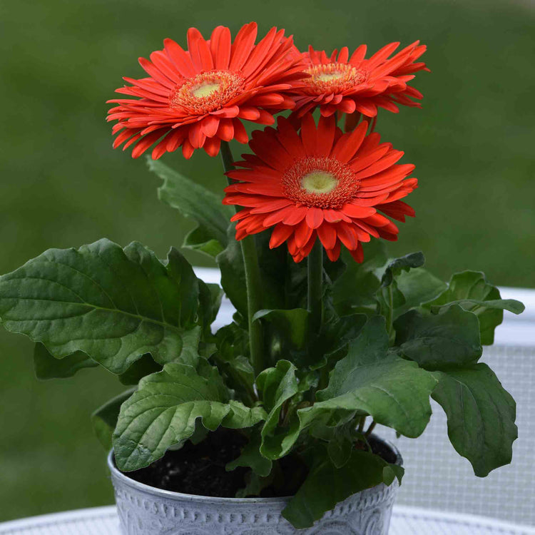 Gerbera 'Mega Revolution'
