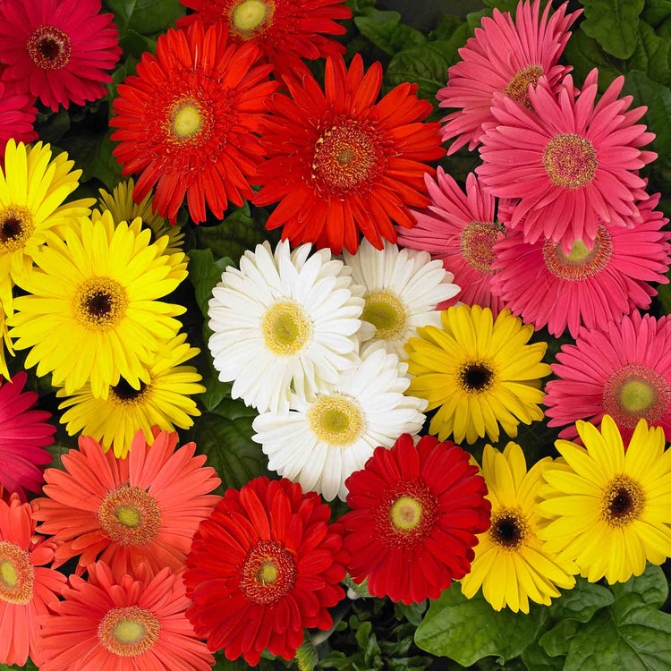 Gerbera 'Mega Revolution'