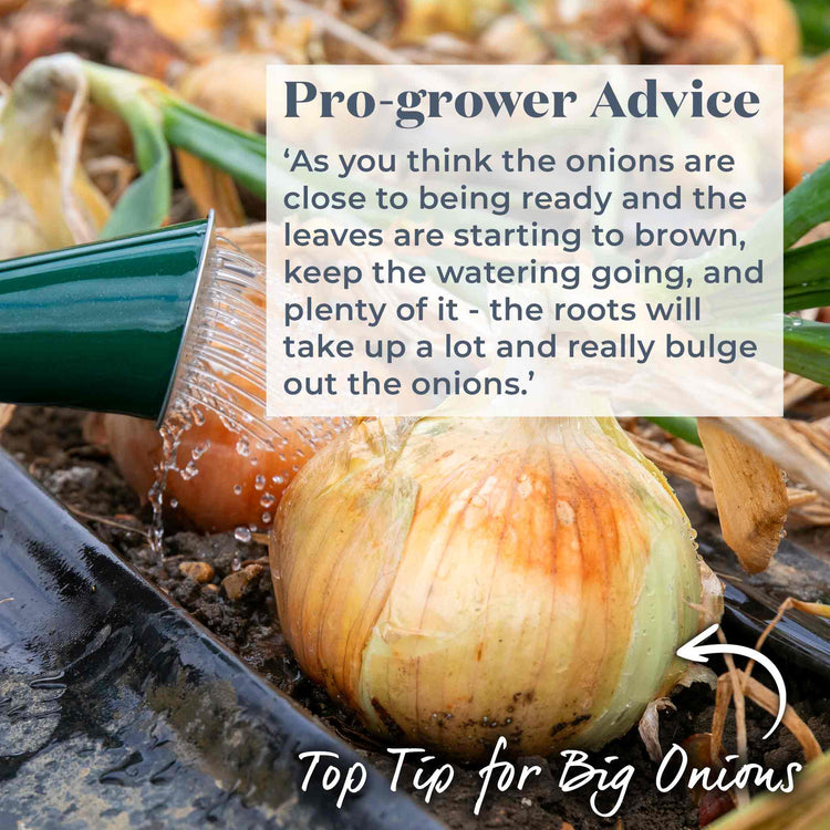 Onion 'Ailsa Craig'