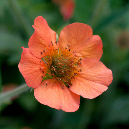 Geum 'Totally Tangerine'