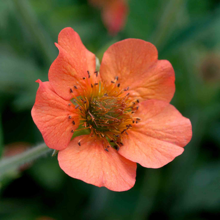 Geum 'Totally Tangerine'