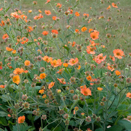 Geum 'Totally Tangerine'