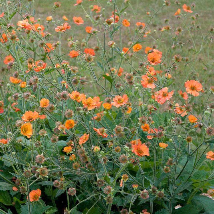 Geum 'Totally Tangerine'