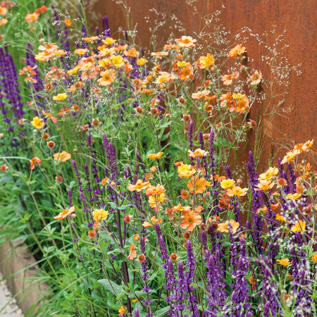 Geum 'Totally Tangerine'