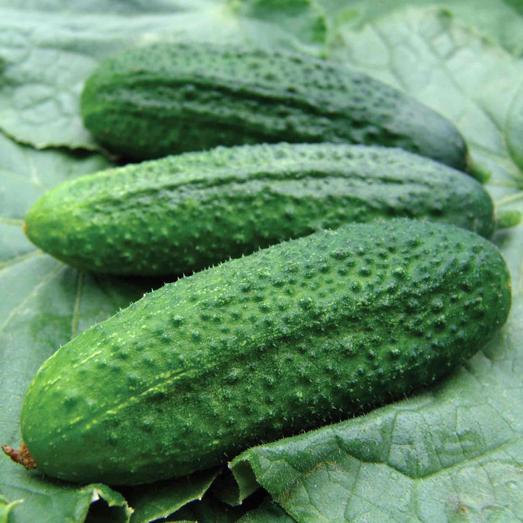 Gherkin 'Partner'