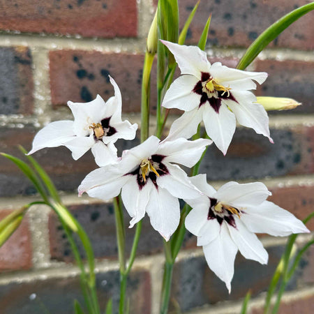 All Summer Long 250 Flower Bulb Collection