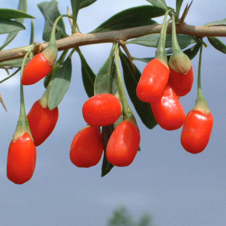 Goji Berry Plant
