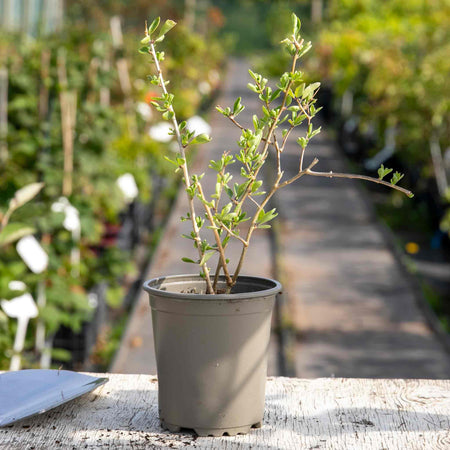 Goji Berry Plant