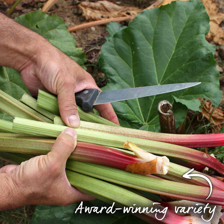Rhubarb 'Goliath'