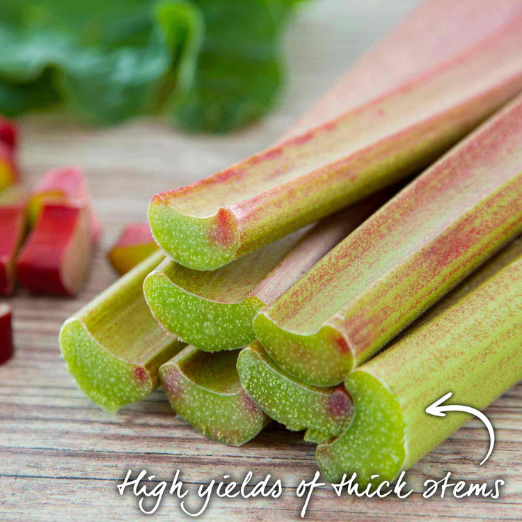 Rhubarb 'Goliath'