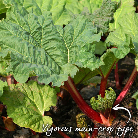 Rhubarb 'Goliath'