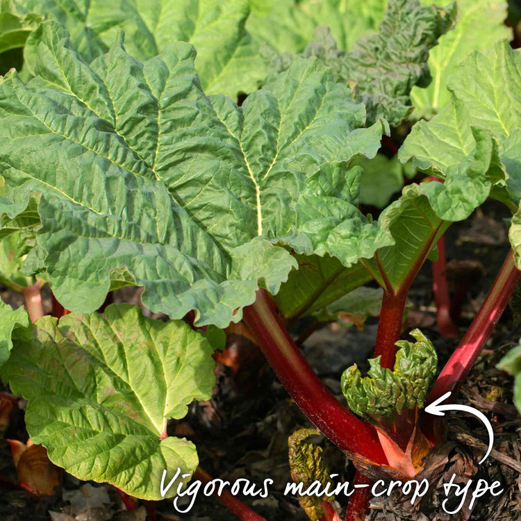 Rhubarb 'Goliath'