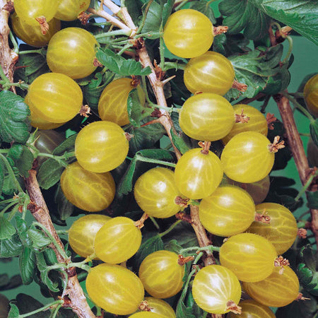 Gooseberry Bush Collection